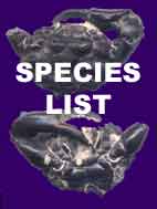 London Clay species list