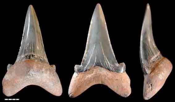 http://www.sheppeyfossils.com/images/shark_teeth/Otodus_obliquus_3_FC.jpg